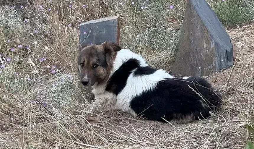 Vefalı köpek ölen sahibinin mezarını terk etmiyor