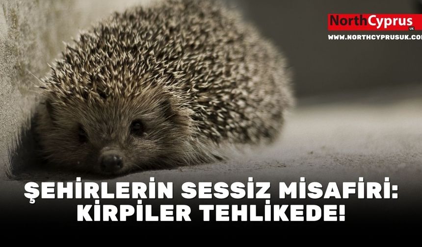 Şehirlerin sessiz misafiri: Kirpiler tehlikede!
