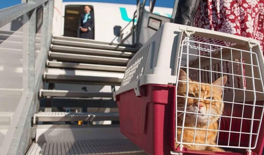 AB mahkemesi, uçuşlarda evcil hayvanı "bagaj" olarak sınıflandırdı