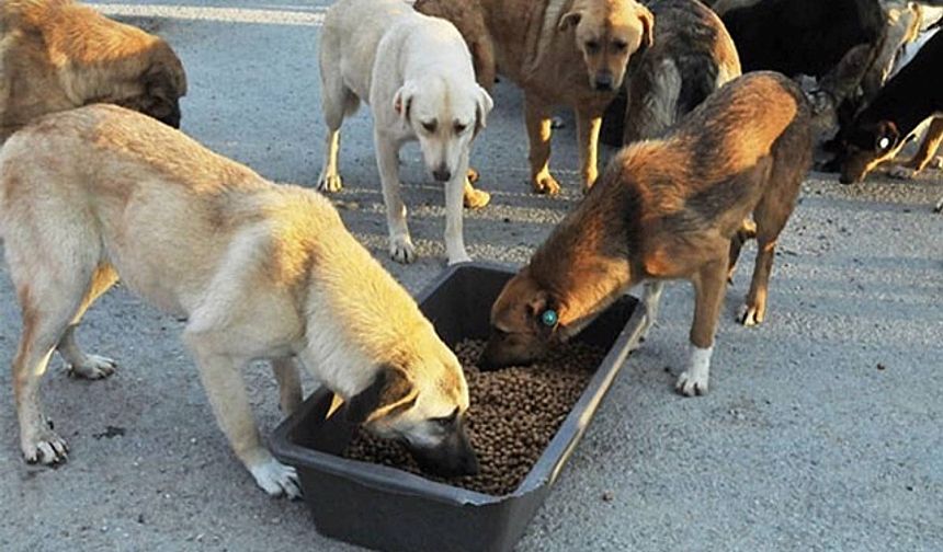 Mahkemeden “besleme yasağı”na yürütmeyi durdurma kararı
