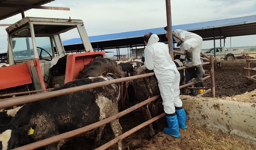 Şap hastalığına karşı mücadele sürüyor
