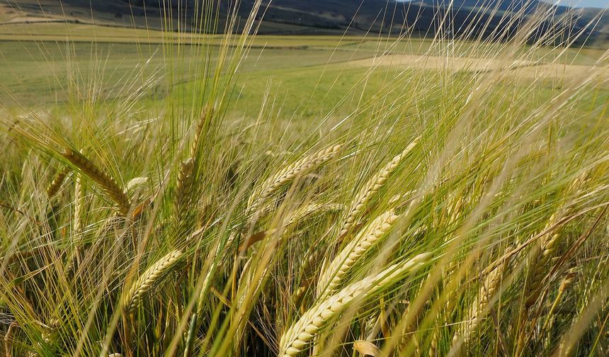 4 bin 500 ton arpanın yarın sabah Gazimağusa Limanı’na ulaşması bekleniyor