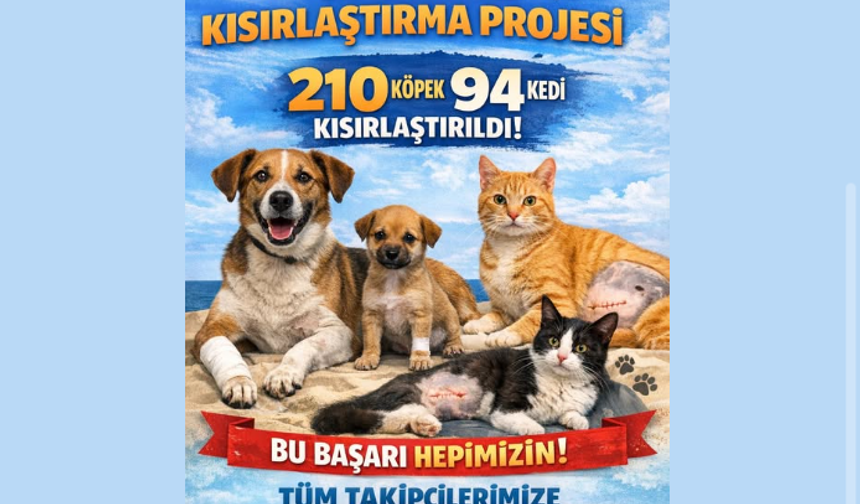 Altın Patiler Derneği: Karpaz’da 25 yerleşim yerinde kısırlaştırma çalışması sürüyor