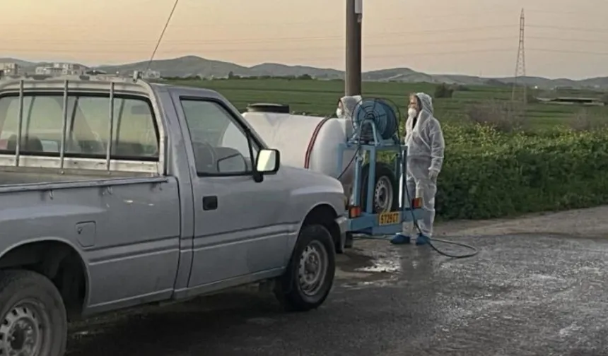 Güney Kıbrıs'ta şap nedeniyle 13 binden fazla hayvanın itlaf edilmesine başlanıyor