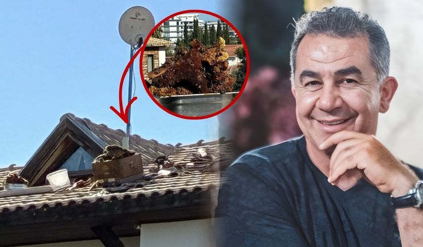 Archway Restaurant’ın çatısından 10 kilo bal çıktı