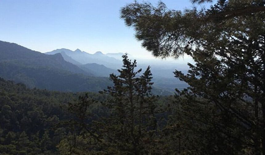 62 örgüt orman arazilerinin devrine tepki gösterdi