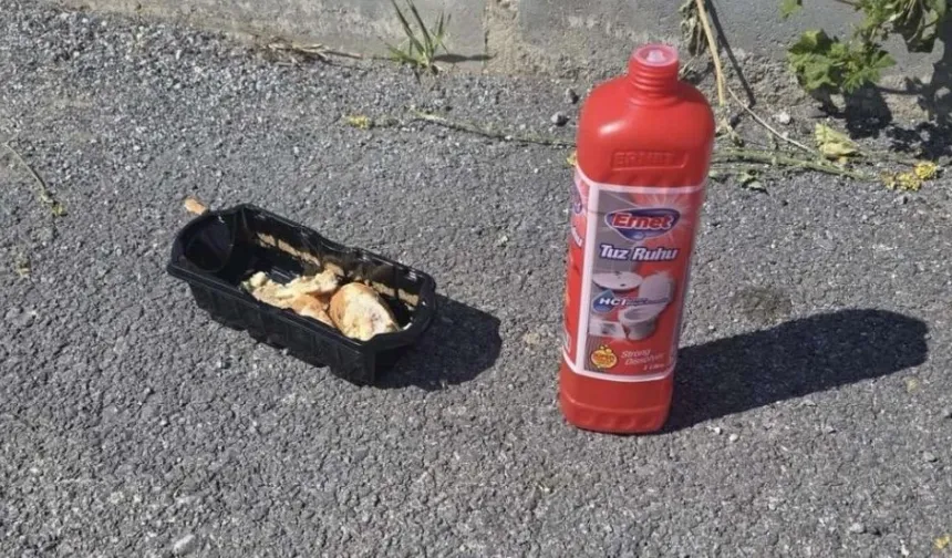 Metehan’da sokak hayvanlarına yönelik zehirleme girişimi: Ekmek parçasına tuz ruhu döküldüğü iddia edildi