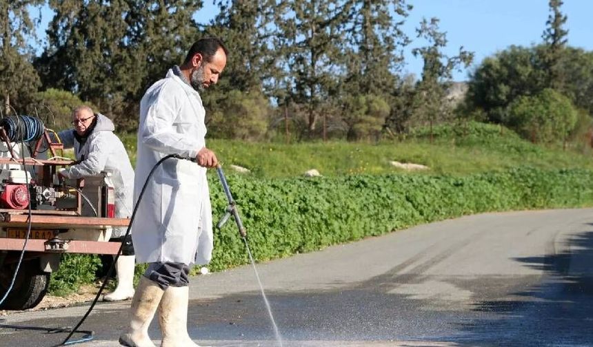Güney Kıbrıs’ta şap görülen çiftlik sayısı 22’ye yükseldi