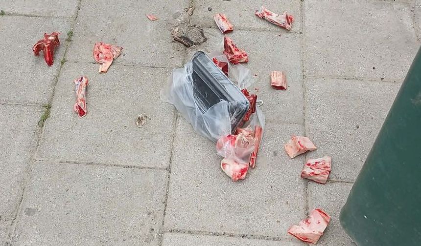 Lefkoşa’da zehirleme şüphesi: Hayvanseverlerden kritik uyarı