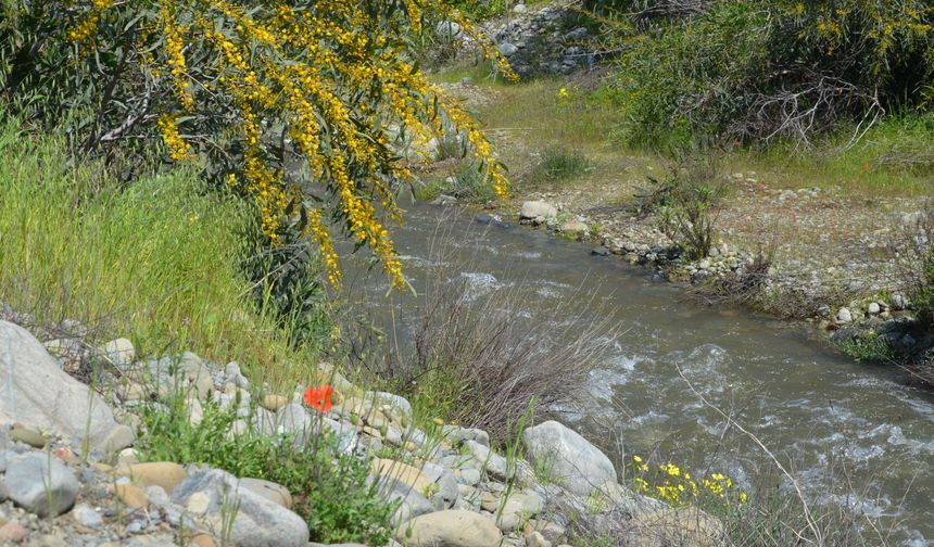 Lefke’de doğa canlandı: Gemikonağı göleti ve dere manzarası ziyaretçi akınına uğruyor