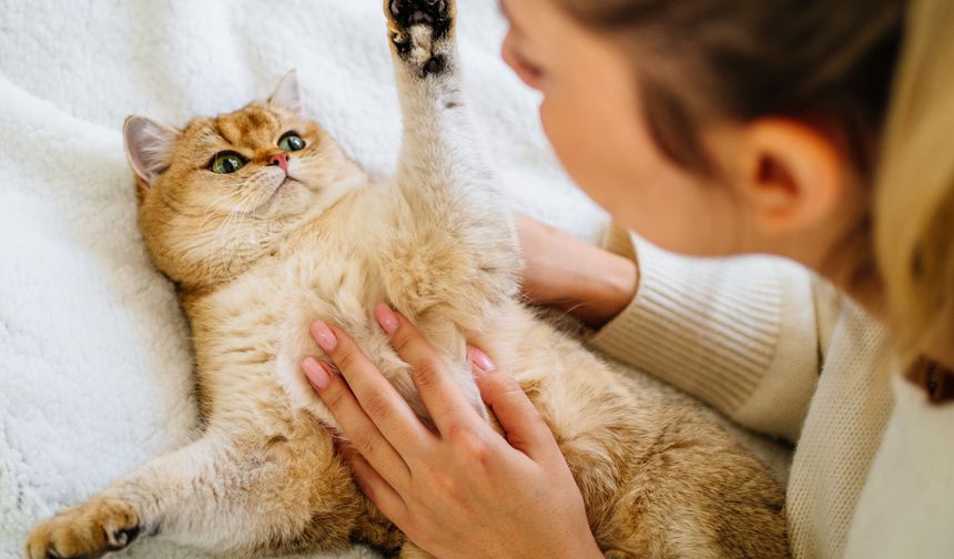 Kediler erkeklere daha fazla miyavlıyor olabilir: Yeni araştırma dikkat çekti