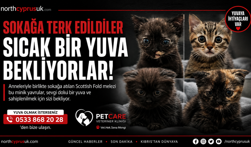 Anneleriyle birlikte sokağa terk edilen minik yavrular sıcak bir yuva bekliyor