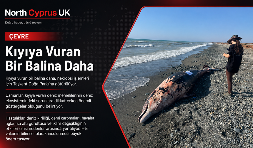 Bir balina daha kıyıya vurdu!