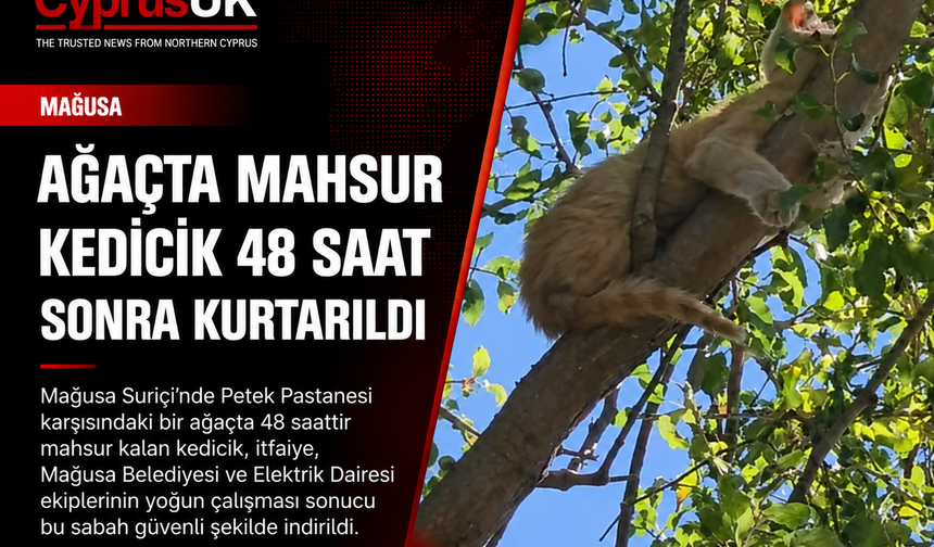 Mağusa Suriçi’nde ağaçta mahsur kalan kedi 48 saat sonra kurtarıldı