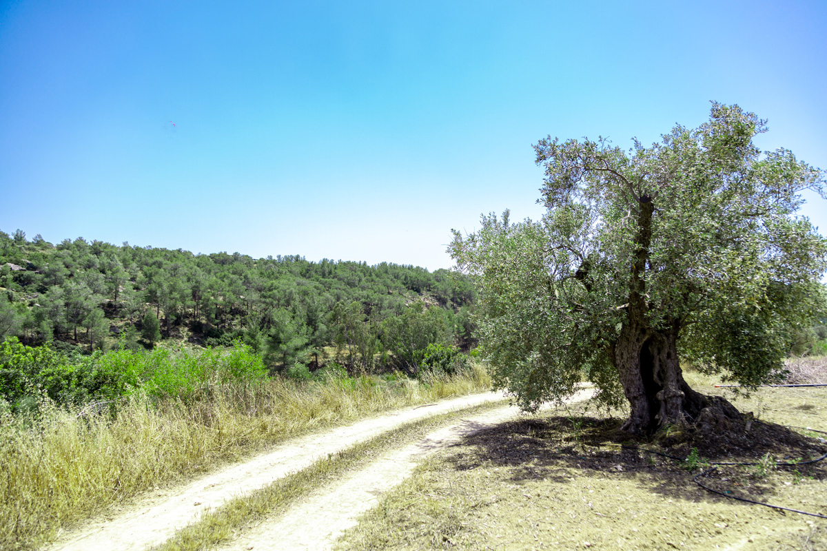 Zeytin Olives